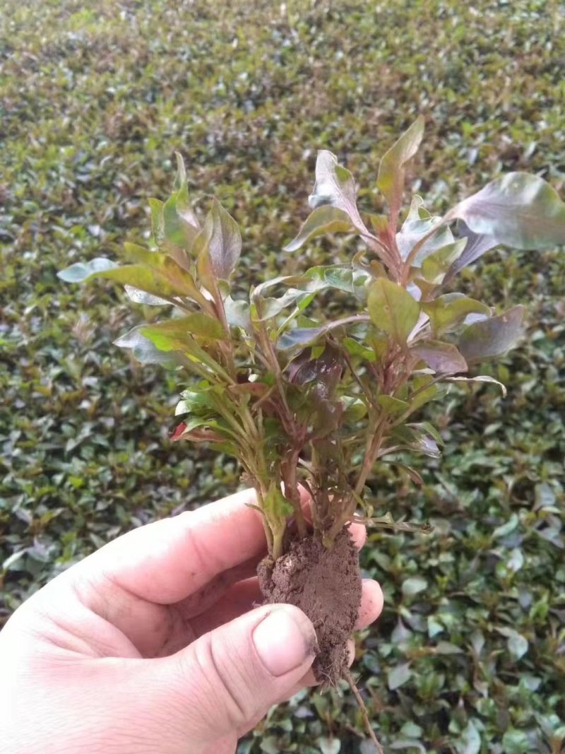五色草。杯苗穴盘苗。山东基地常年供应优质草花