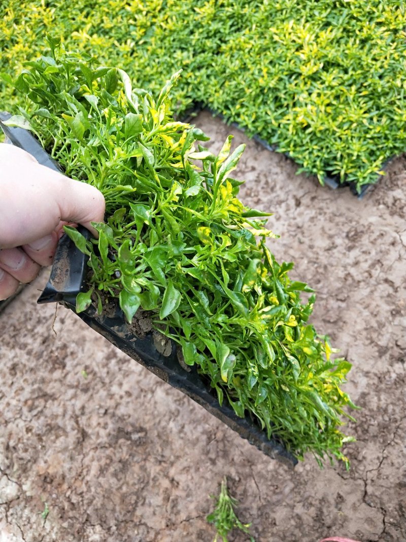 五色草。杯苗穴盘苗。山东基地常年供应优质草花
