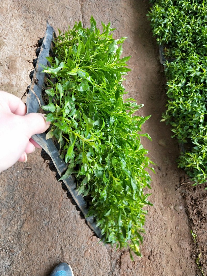 五色草。杯苗穴盘苗。山东基地常年供应优质草花