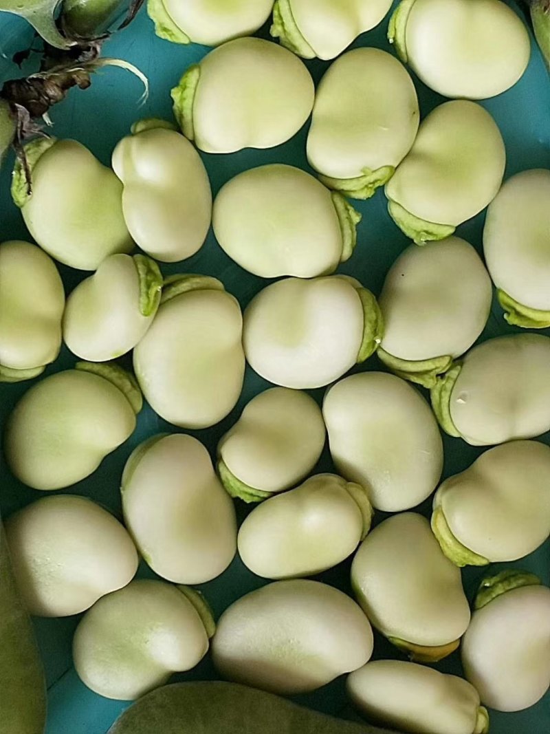 胡豆蚕豆兰花豆四川胡豆大量上市中胡豆