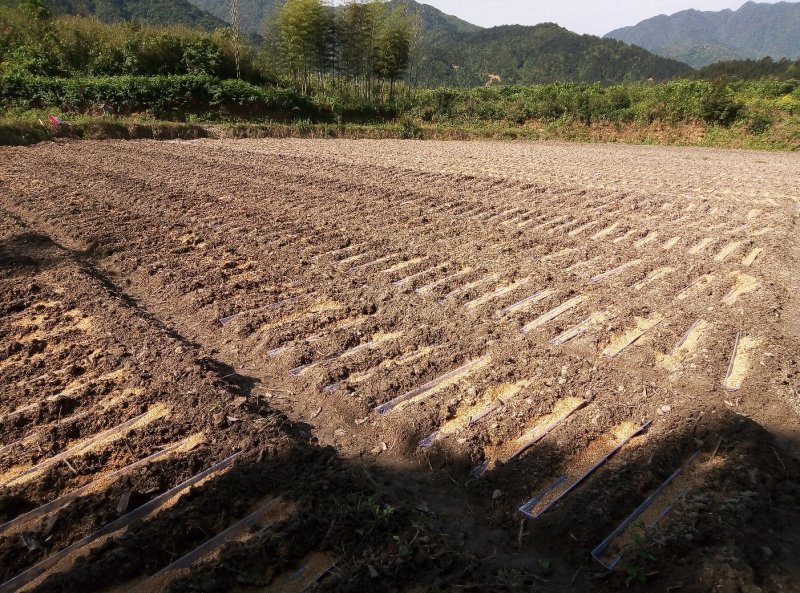 紫玉淮山，紫山药种苗，全程提供免费种植技术，签合同回收