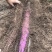 紫玉淮山，紫山药种苗，全程提供免费种植技术，签合同回收
