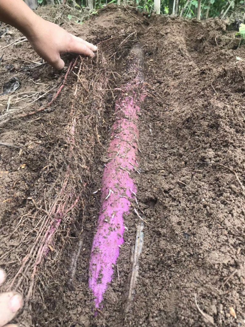 紫玉淮山，紫山药种苗，全程提供免费种植技术，签合同回收