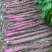 紫玉淮山，紫山药种苗，全程提供免费种植技术，签合同回收