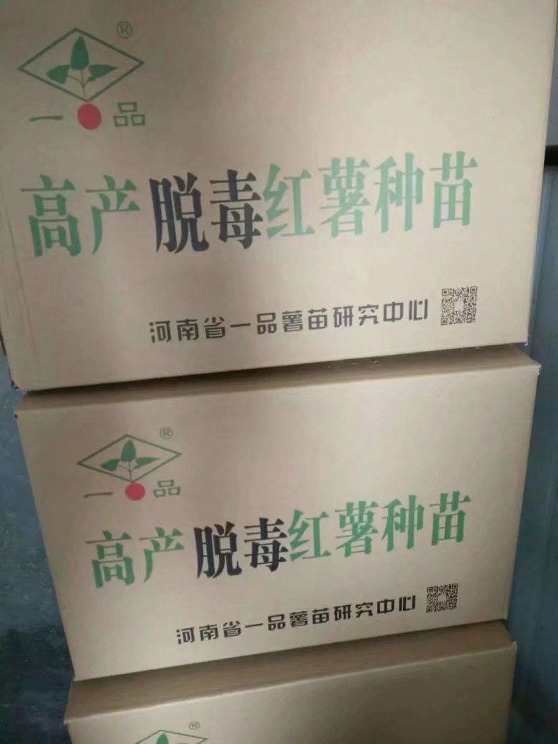 烤薯红薯苗保证纯度全国各地发货欢迎老板来实地考察！