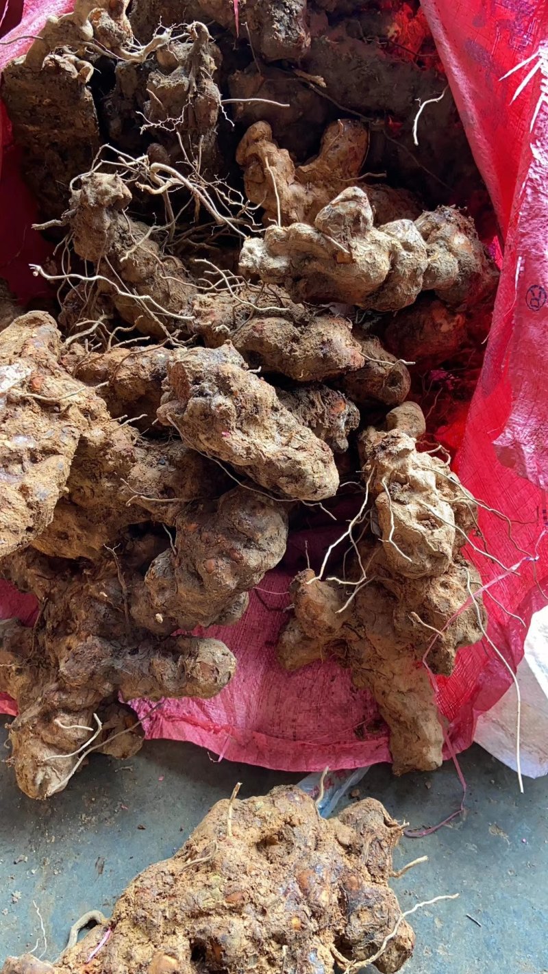 土茯苓野生广西的鲜货比较甜散装煲汤药食同源