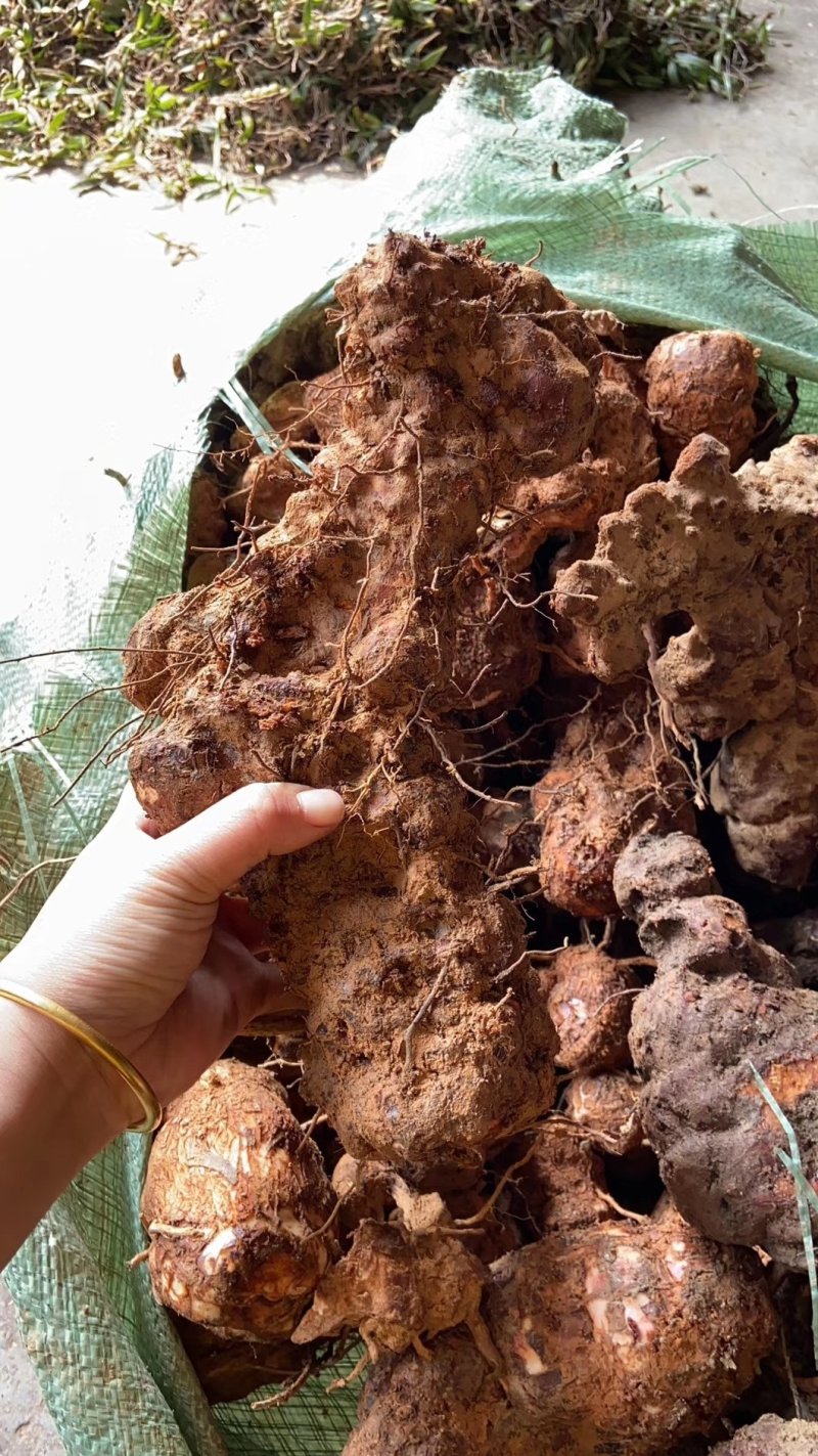 土茯苓野生广西的鲜货比较甜散装煲汤药食同源