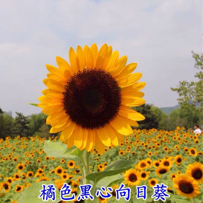 玩具熊向日葵种子多头矮化观赏型耐旱耐高温可货到付款