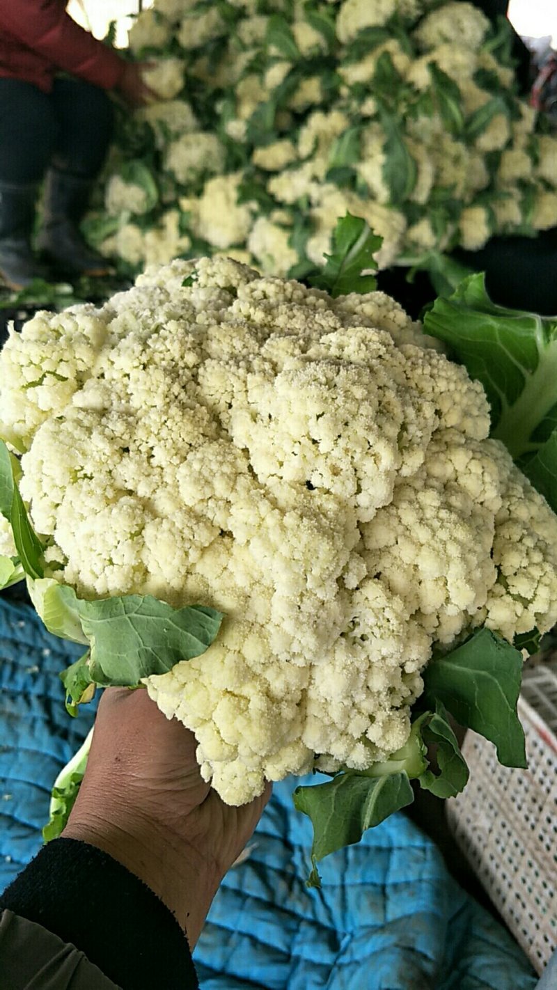 有机花菜产地直销，量大从优，货源充足，诚信经营