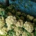 有机花菜产地直销，量大从优，货源充足，诚信经营