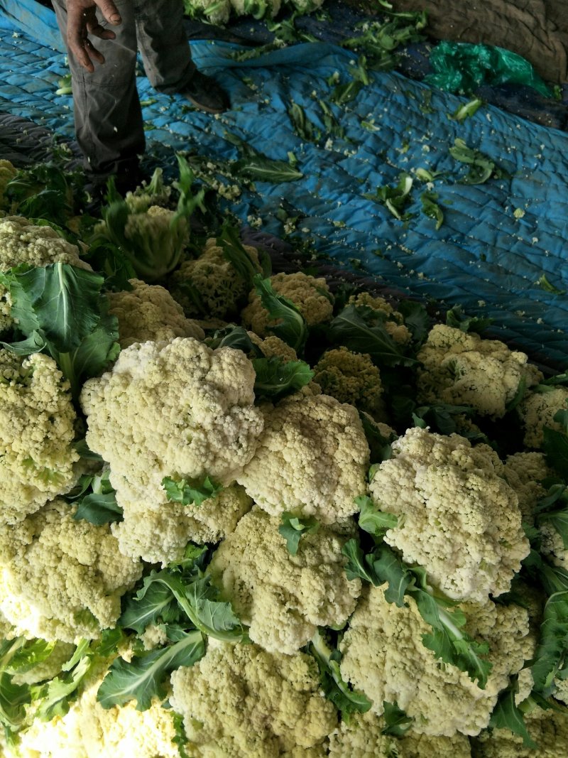 有机花菜产地直销，量大从优，货源充足，诚信经营
