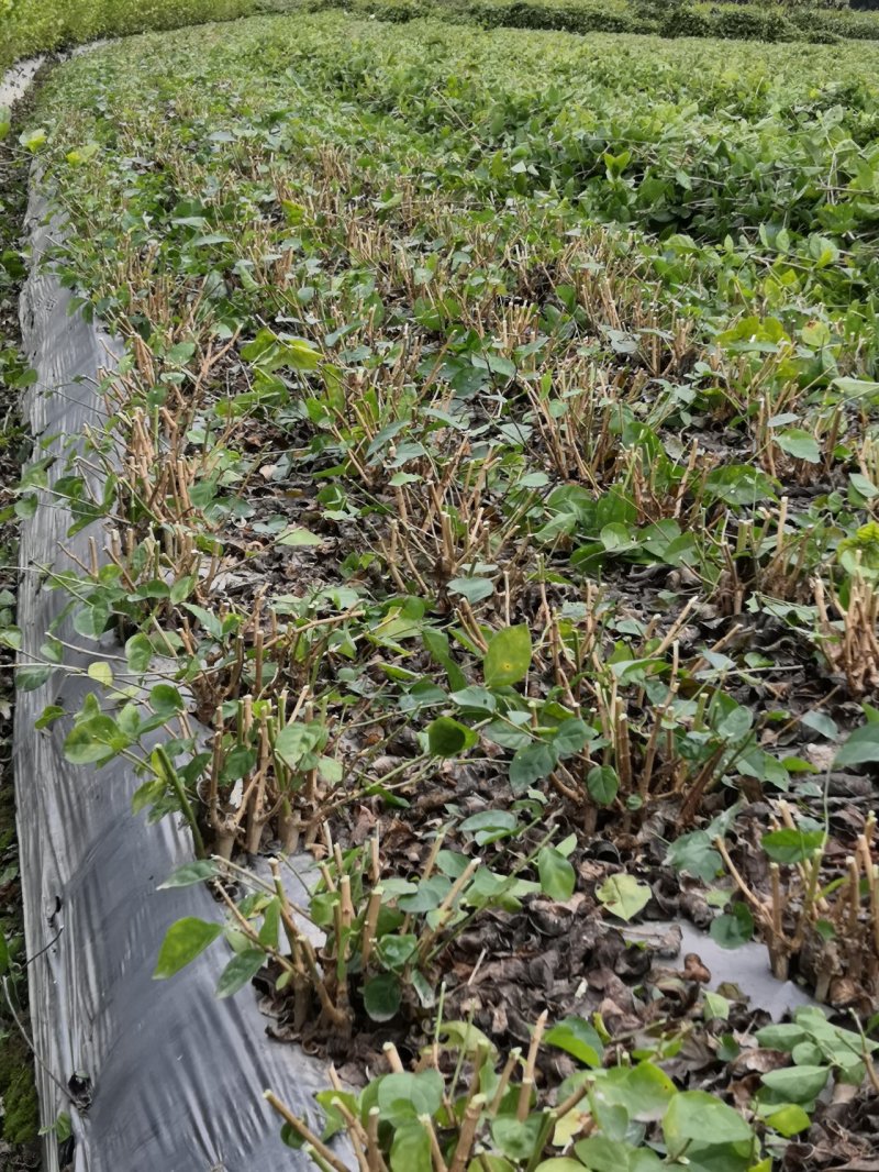 茉莉花苗，大量供应，盆苗，花卉盆景，多种规格