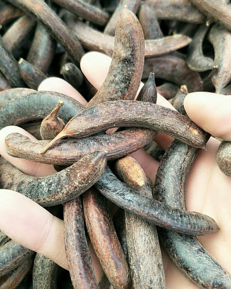 皂角，常年批发供应冷背中药材皂角