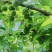 三万斤大青梅求购