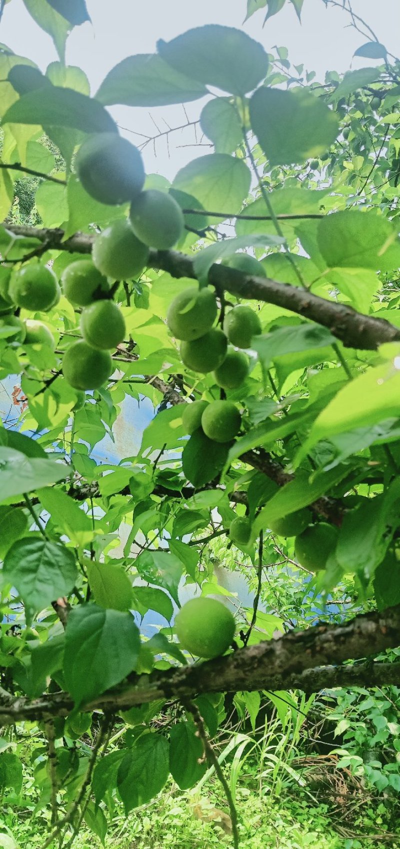 三万斤大青梅求购