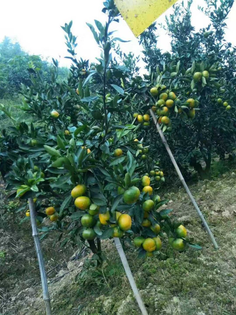 堂上特早蜜桔现向市场接受预订