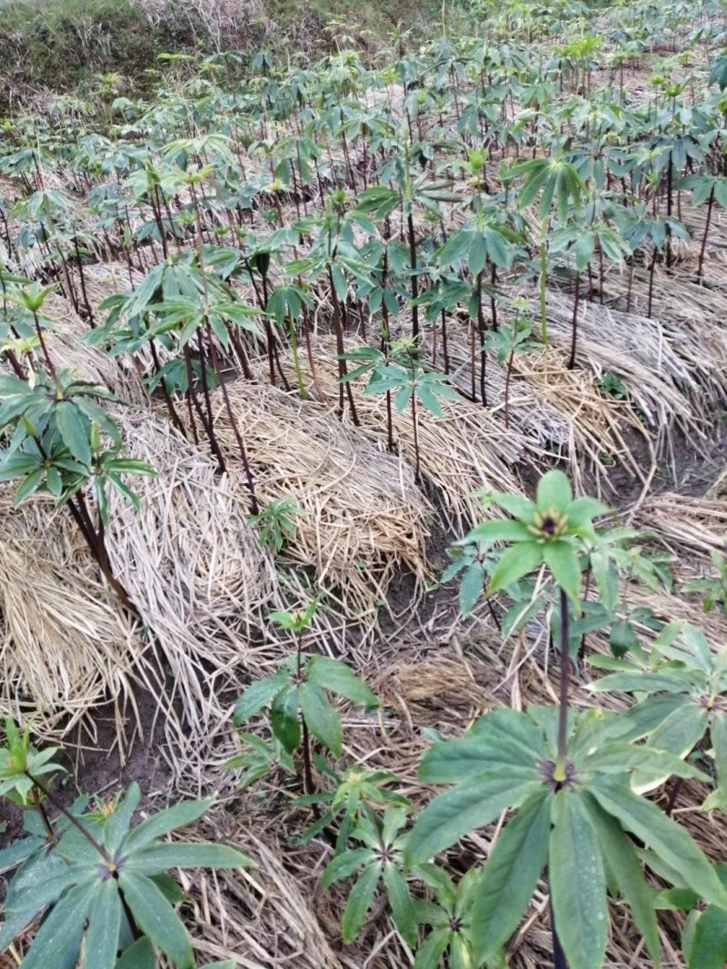 重楼（七叶一枝花）