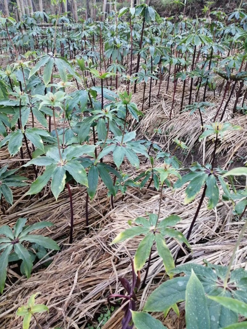 重楼（七叶一枝花）