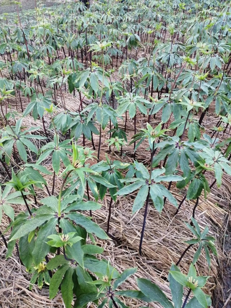 重楼（七叶一枝花）