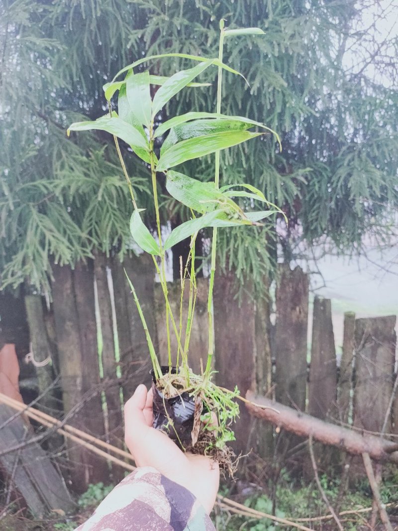 三月竹苗需要的联系我