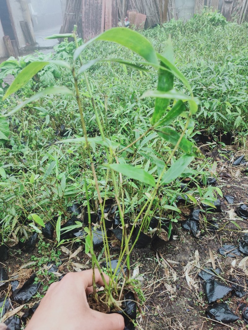 三月竹苗需要的联系我