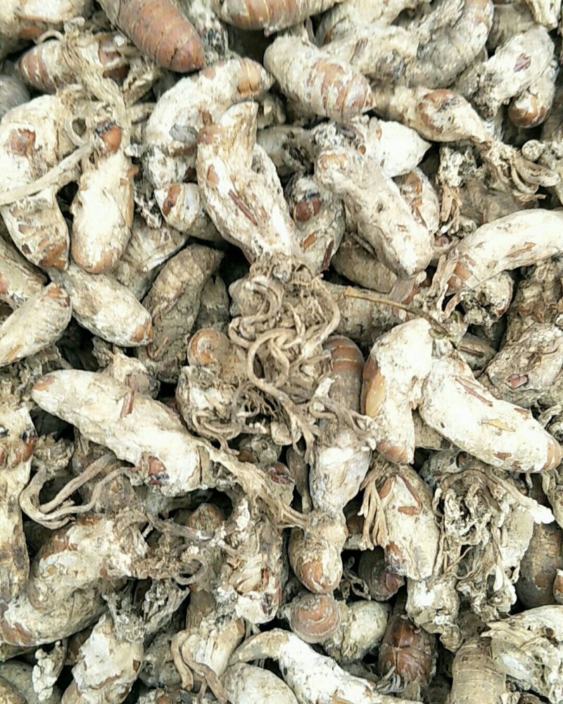 金蝉花，常年批发供应冷背中药材，金蝉花