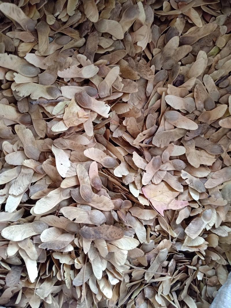 五角枫种子优质五角枫种子籽粒饱满出芽率90%以上