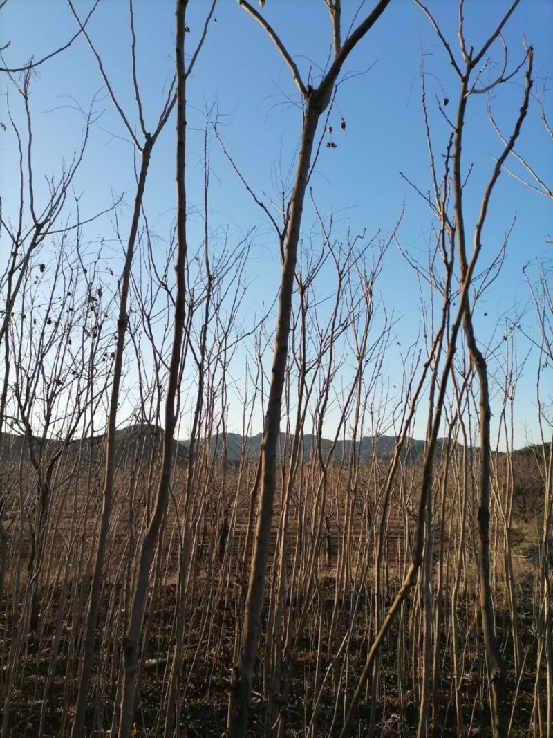 栾树，北栾小苗