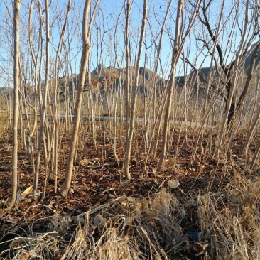 栾树，北栾小苗