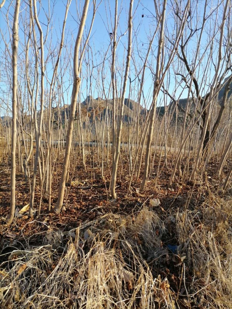 栾树，北栾小苗