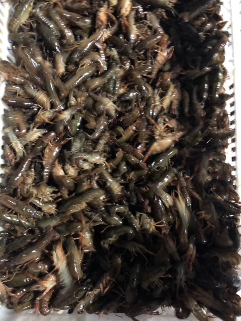 优质塘口苗，种虾，存活率高