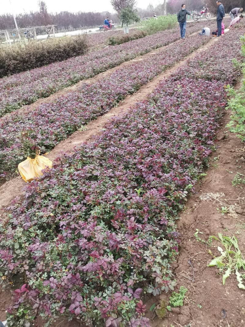 供应优质月季一年月季二年月季三年月季营养杯月季