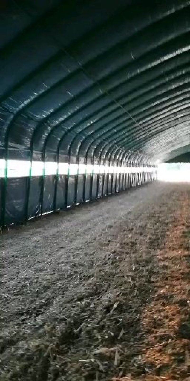 养猪大棚养牛大棚钢管大棚包塑椭圆管大棚