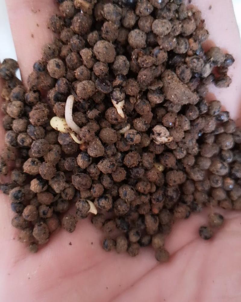 花椒种子大红袍花椒种子产地供应质量一级货.出芽率高