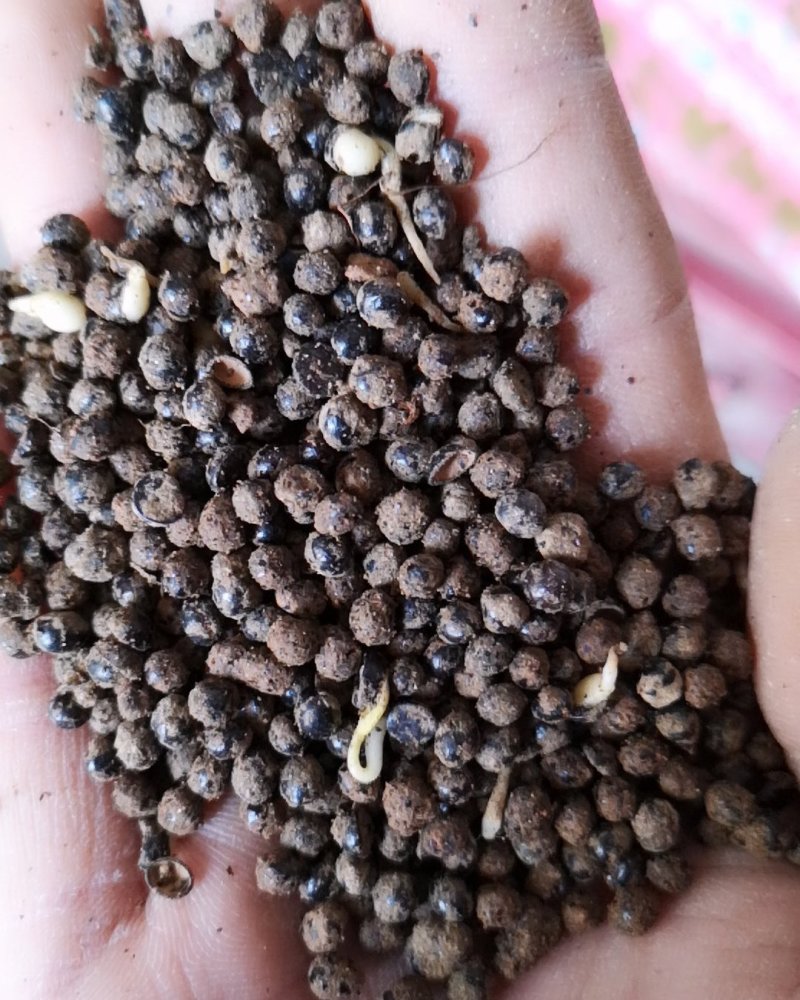 花椒种子大红袍花椒种子产地供应质量一级货.出芽率高