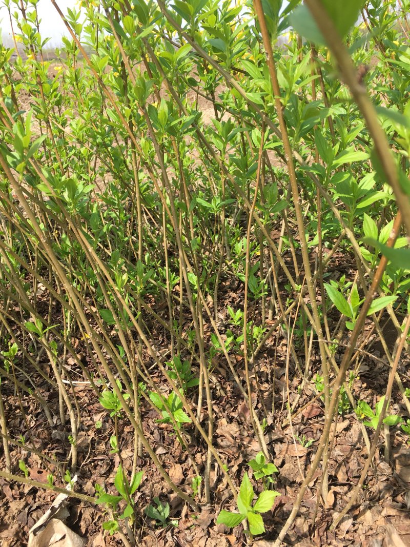 连翘苗黄老虎农户直销地栽苗40−50高价格便宜