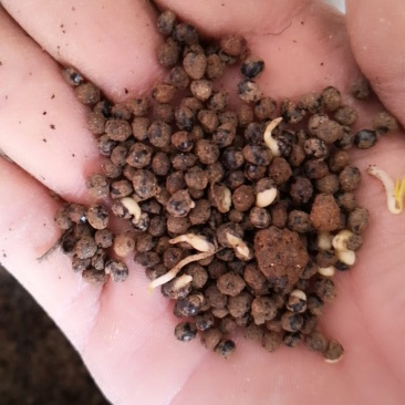 花椒种子大红袍花椒种子产地供应质量一级货.出芽率高