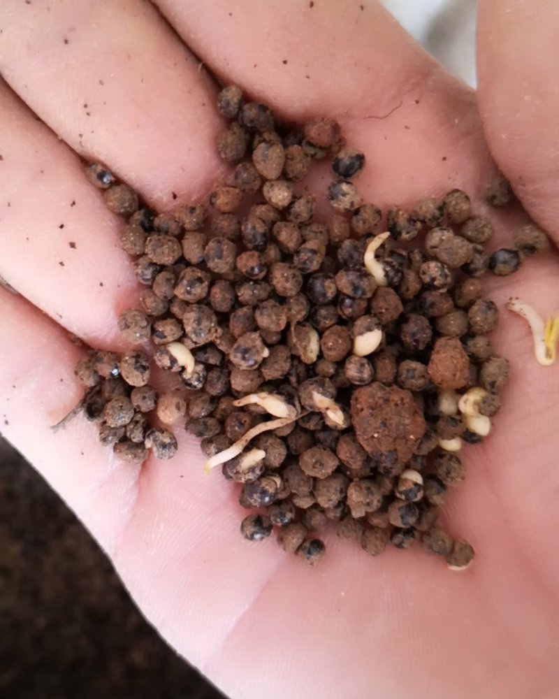 花椒种子大红袍花椒种子产地供应质量一级货.出芽率高
