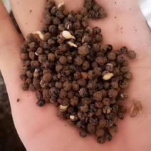 花椒种子拖油处理，大红袍种子产地供应货发全国保发芽率