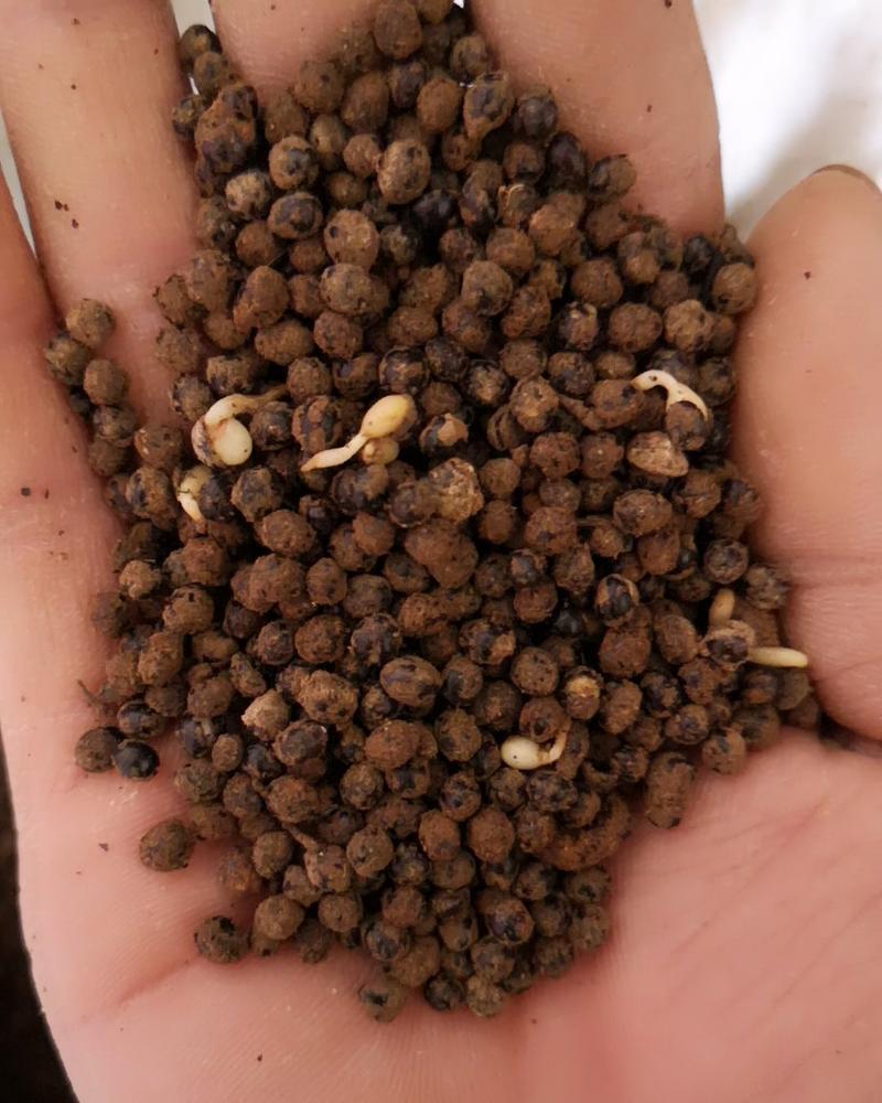 花椒种子拖油处理，大红袍种子产地供应货发全国保发芽率