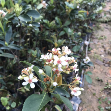 春花，车轮梅，量大从优，详情请联系客服。