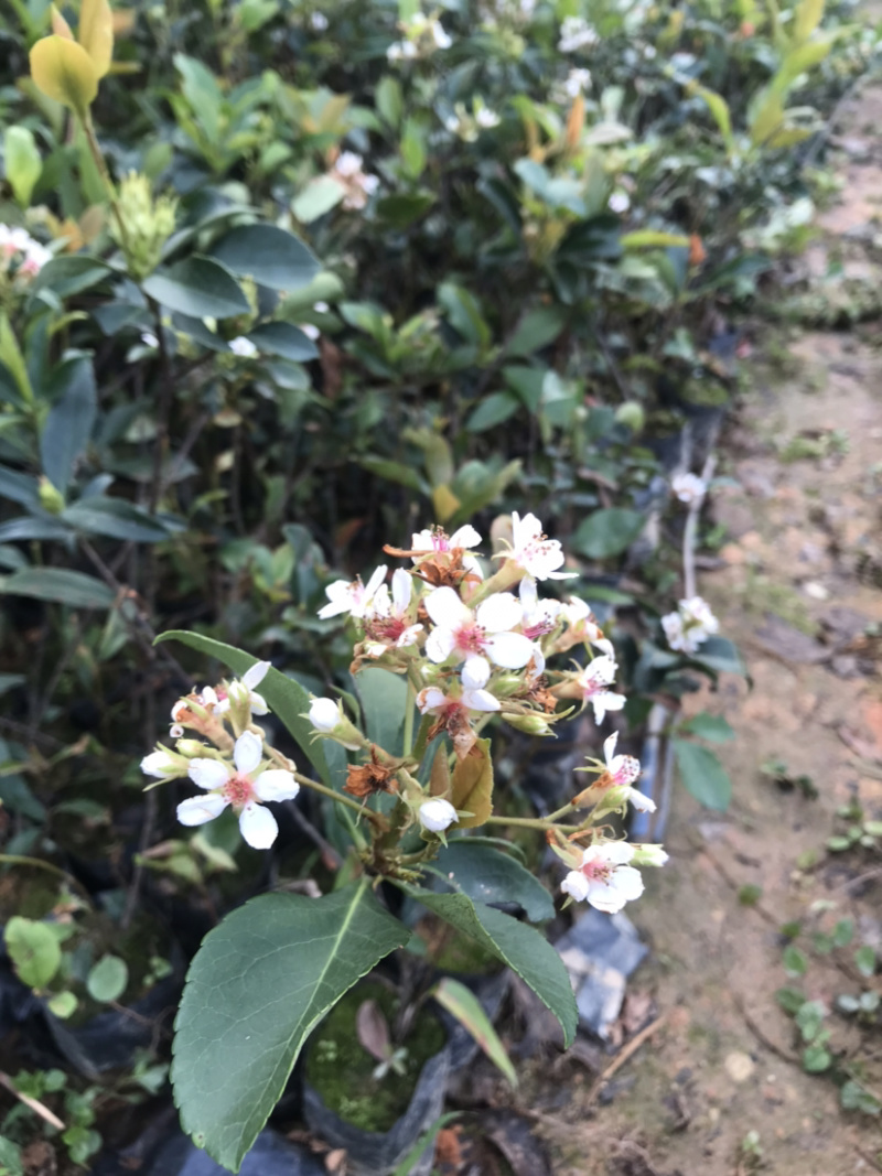 春花，车轮梅，量大从优，详情请联系客服。