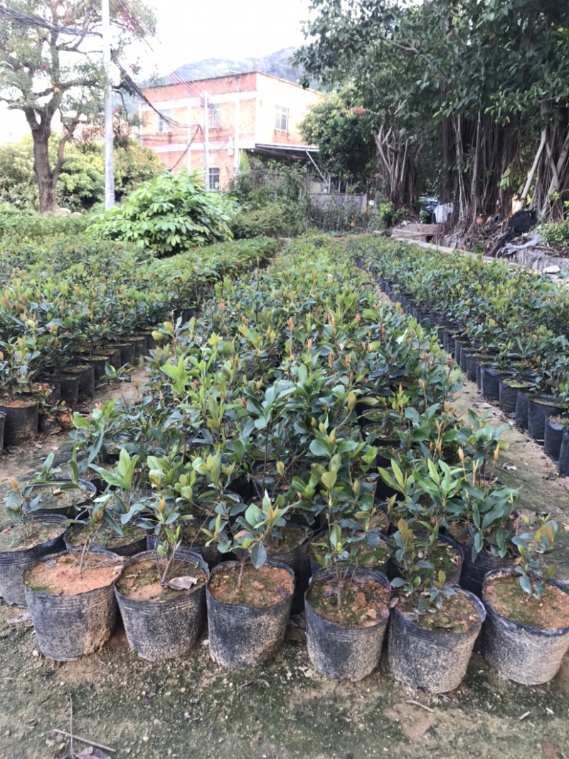 春花，车轮梅，量大从优，详情请联系客服。