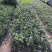 春花，车轮梅，量大从优，详情请联系客服。