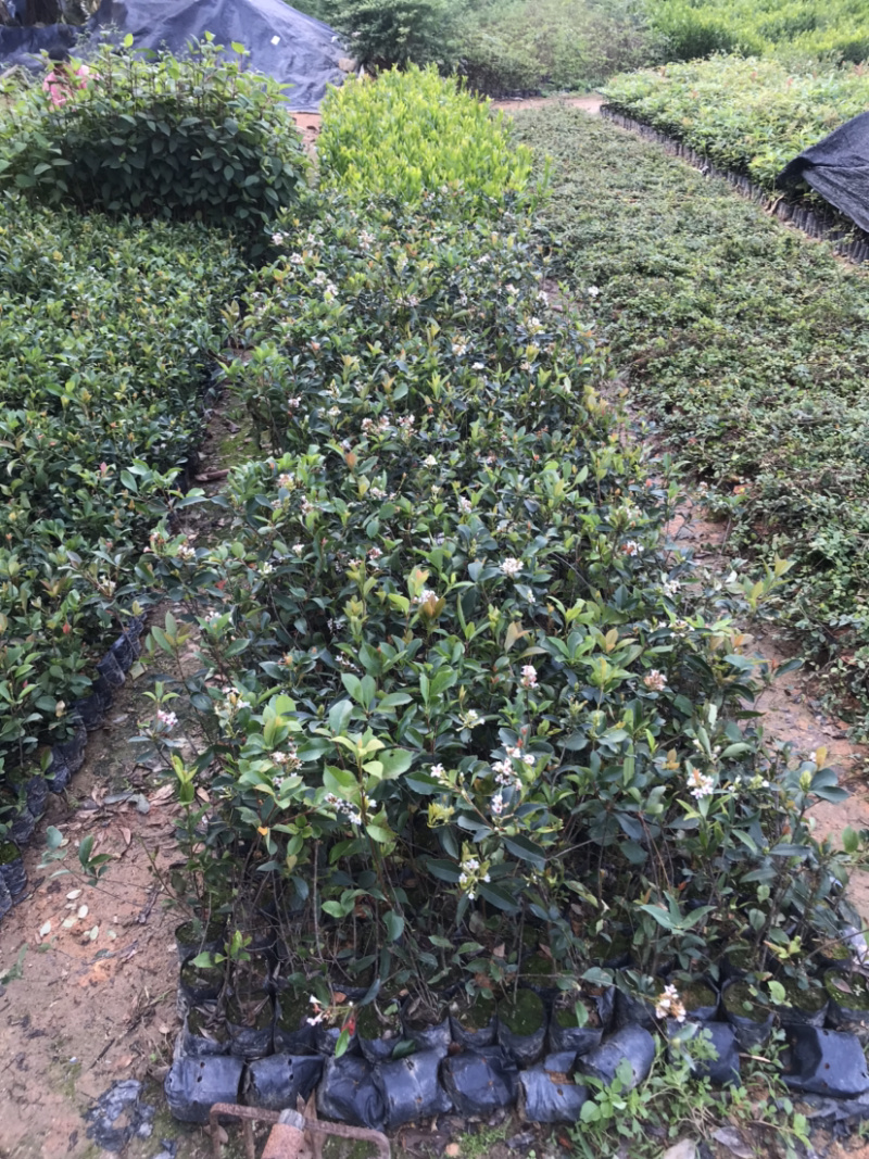 春花，车轮梅，量大从优，详情请联系客服。