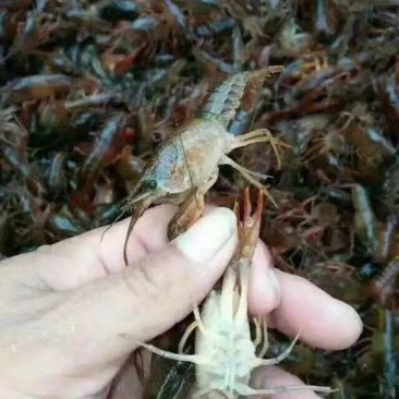 优质塘口苗，种虾，保证成活率