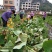 一件代发正宗广西荔浦芋头新鲜香芋小芋头槟榔芋毛芋头5斤包