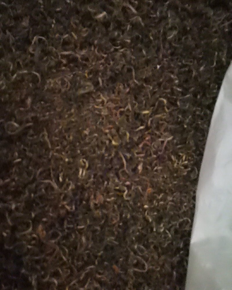 蒲公英产地直供可视频看货质量保证大量批发零售