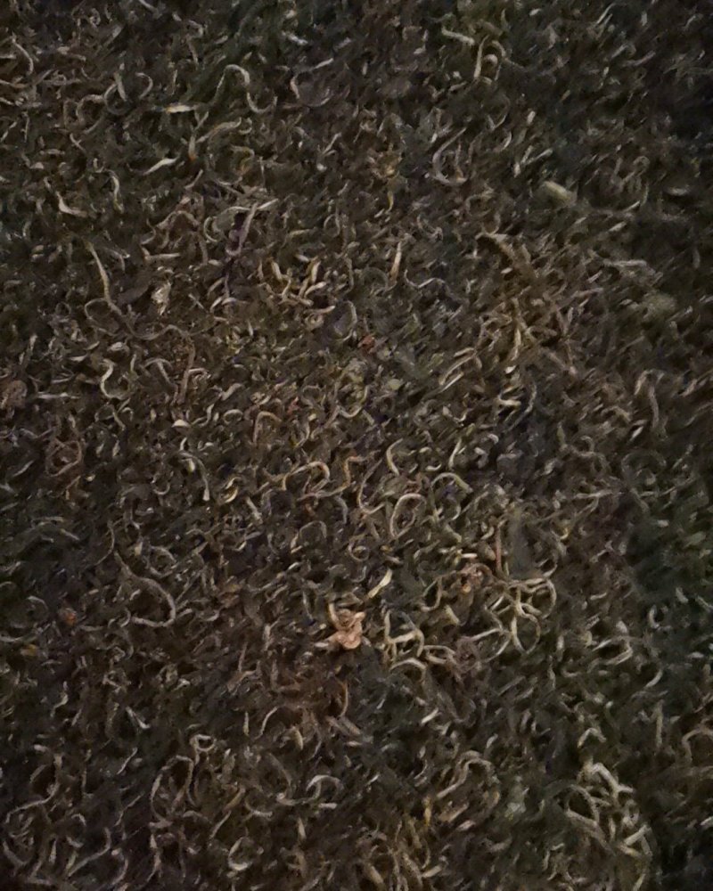 蒲公英产地直供可视频看货质量保证大量批发零售