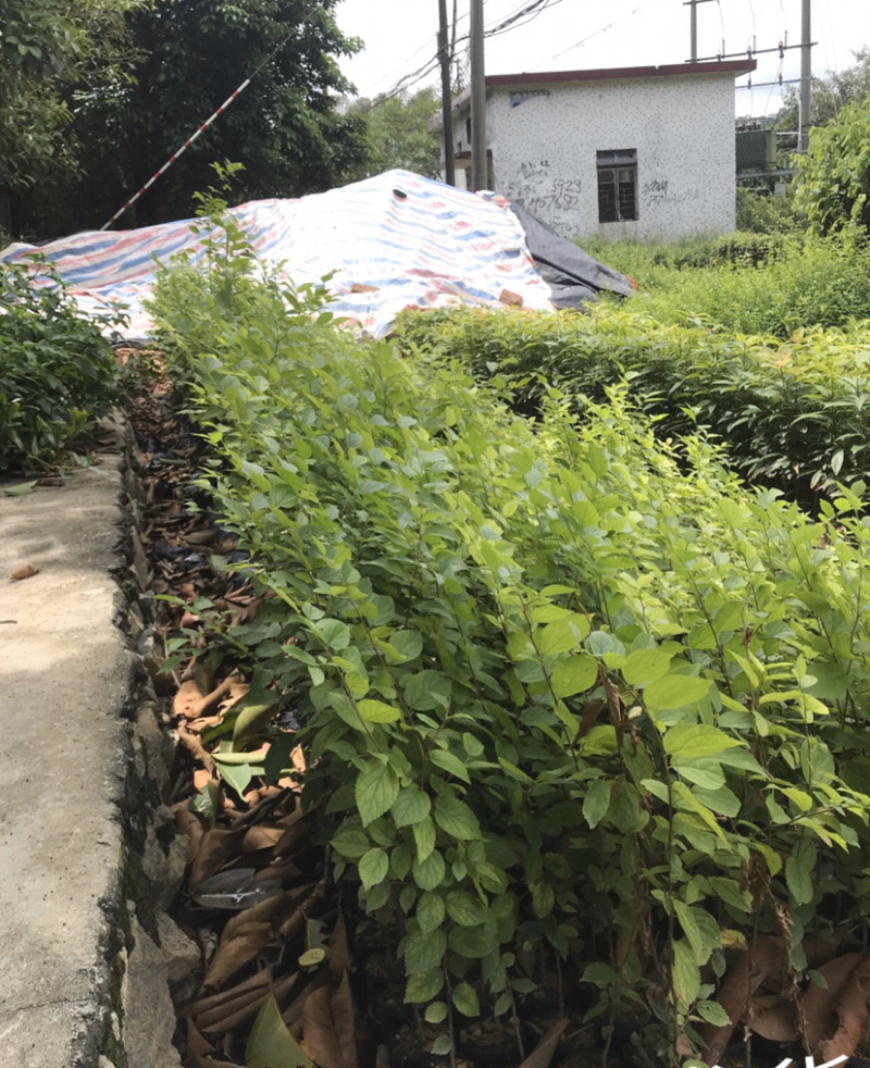 小叶朴树，本地朴树，量大从优，详情请联系客服